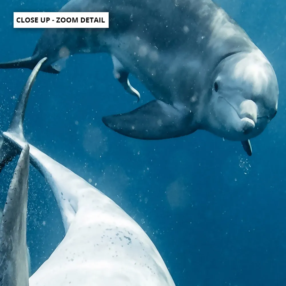 Dolphins Under the Sea - Art Print